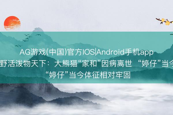 AG游戏(中国)官方IOS|Android手机app下载 广州长隆野活泼物天下：大熊猫“家和”因病离世  “婷仔”当今体征相对牢固