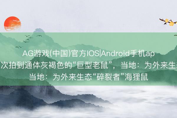 AG游戏(中国)官方IOS|Android手机app下载 江苏扬州屡次拍到通体灰褐色的“巨型老鼠”,当地:为外来生态“碎裂者”海狸鼠